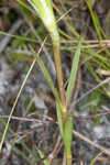 Wiregrass gentian